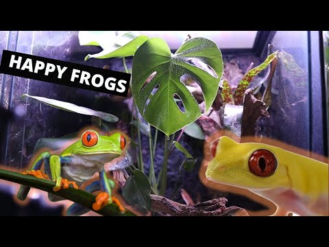 Видео: Руководство по настройке биоактивного вивария для красноглазых древесных лягушек