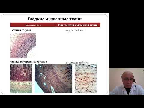 Видео: Гистология. Мышечная и нервная ткани