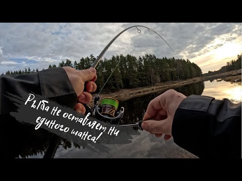 Видео: Хитрые «шнуры» гнут стальные поводкки. Снятие проклятья с Alpha ALSR762LT