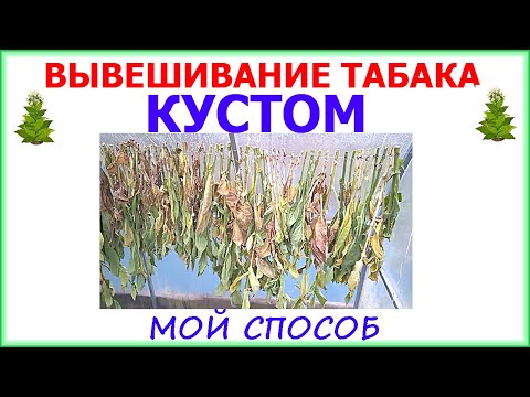 Видео: Как подвесить табак кустами. Самый простой способ! Результат 100%