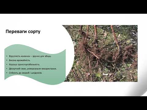 Видео: 🍓 Сорт малини Джоан Джей – Особливості, врожайність та догляд 💦