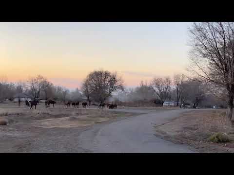 Видео: Ауылдың ай-хай көшесі. Жолдасбек Абдиханов - “Ауылым”. Қарауылтөбе ауылы