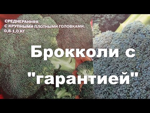 Видео: Брокколи с "гарантией": как вырастить "правильную" брокколи.