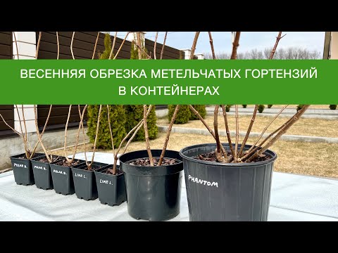 Видео: ВЕСЕННЯЯ ОБРЕЗКА МЕТЕЛЬЧАТЫХ ГОРТЕНЗИЙ В КОНТЕЙНЕРАХ