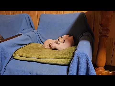 Видео: Любимая игрушка у наших котов ДЕВОН РЕКС