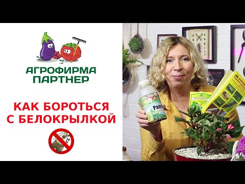 Видео: КАК БОРОТЬСЯ С БЕЛОКРЫЛКОЙ