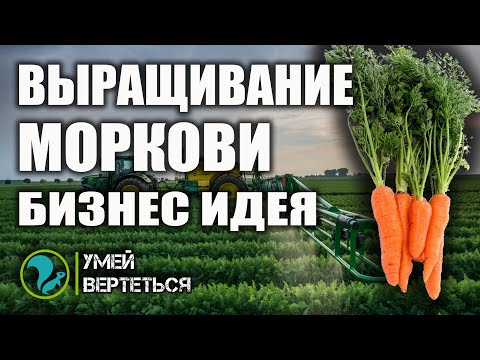 Видео: Выращивание моркови. Бизнес идея