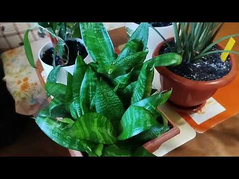 Видео: Огляд кімнатних рослин у листопаді (10.11.2025)