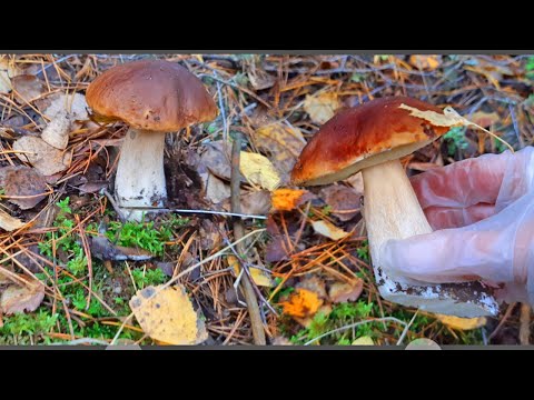 Видео: Осінній ліс і тихе збирання грибів #3 |autumn leaves | autumn ambience | Vlog