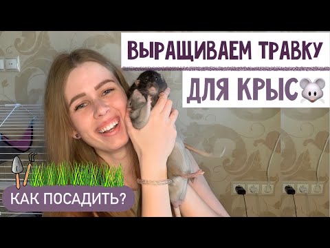 Видео: КАК ВЫРАСТИТЬ ТРАВКУ ДЛЯ КРЫС/ГРЫЗУНОВ В ДОМАШНИХ УСЛОВИЯХ 🪴