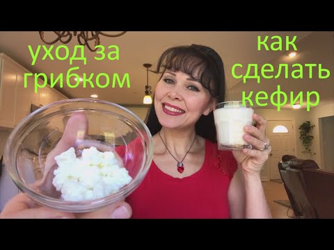 Видео: Как сделать кефир. Молочный гриб содержание и уход (кефирный гриб, Тибетский молочный грибок). 3 ч.