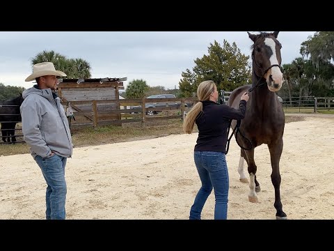 Видео: Не слишком ли он для нее лошадиный?