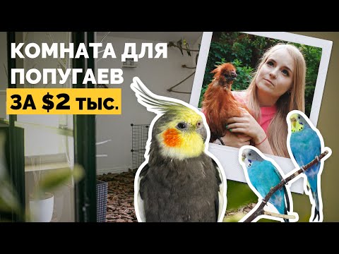 Видео: Держит дома 24 питомца (собаки, попугаи и ручные курицы) | Как живут
