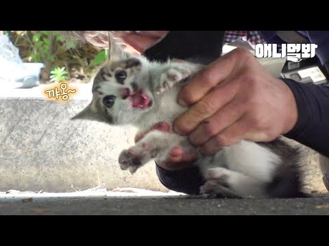 Видео: Спрятать Кошку, Найденную Для Защиты Котят