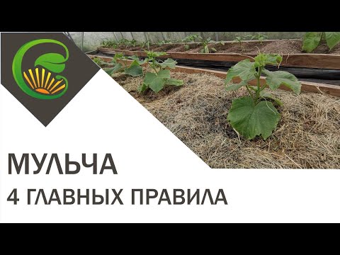 Видео: Мульча: ГЛАВНЫЕ ПРАВИЛА и ОШИБКИ