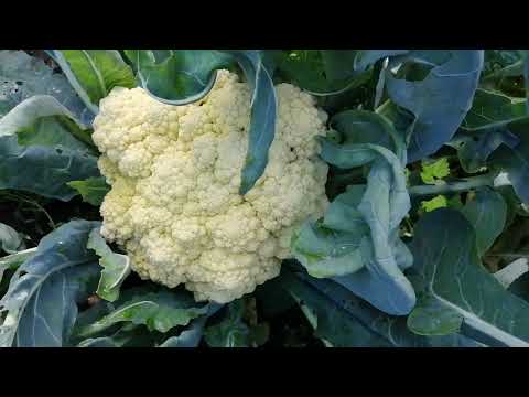Видео: Бархатцы в саду  😍😍😍