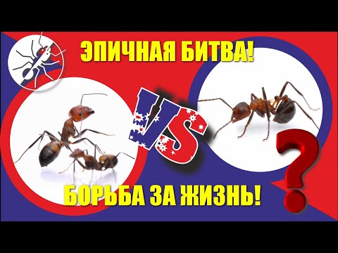 Видео: Борьба муравьев за выживание. Myrmicaria brunnea vs Camponotus nicobarensis