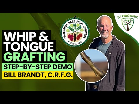 Видео: Метод прививки кнутом и языком | при участии Билла Брандта, CRFG.org