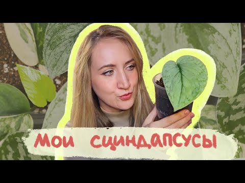 Видео: Мои СЦИНДАПСУСЫ | Обзор моей КОЛЛЕКЦИИ