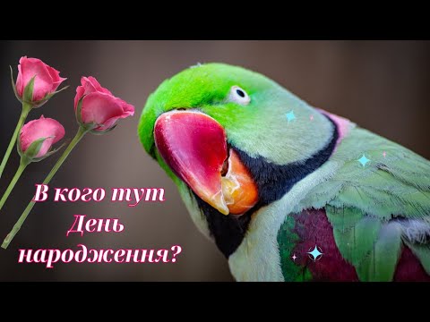 Видео: З Днем народження!