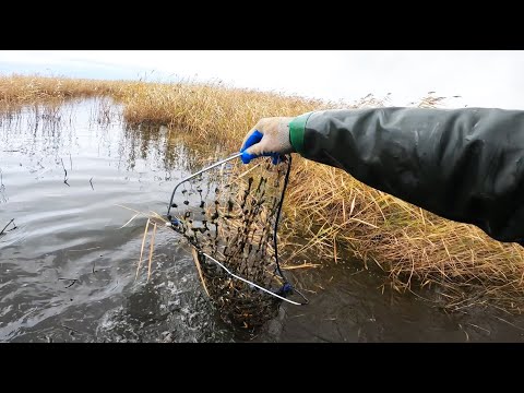 Видео: Самая невероятная рыбалка осенью на сломанный сачек