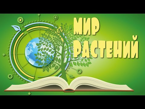 Видео: Учим растения с детьми. Энциклопедия растений. Растения для детей.