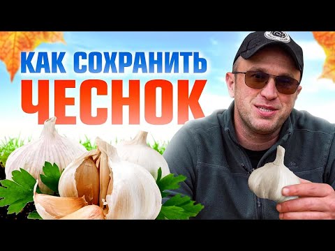 Видео: 5 правил хранения чеснока. Как сохранить чеснок после выкопки?