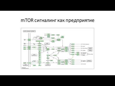 Видео: Доктор Олейников: mTOR - ключ к победе над ожирением, старением, раком