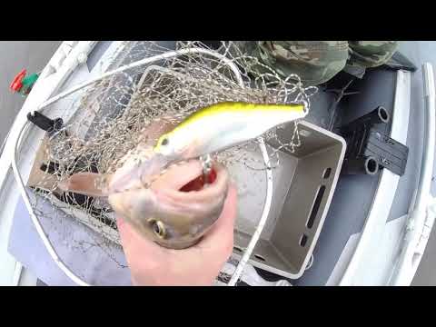 Видео: Спиннинг , октябрь , Обь ,17.10.2023 года