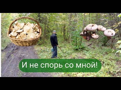 Видео: ✔Это НЕ осиновый груздь🍄 И даже не спорь со мной❗✔