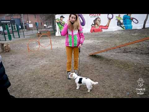 Видео: Як привчити собаку гуляти на повідку? Поради кінолога