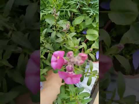 Видео: ОБЗОР ЦЕНЫ РАССАДА ЧАСТЬ 1