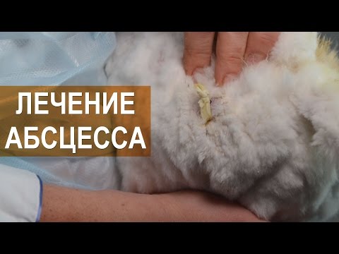 Видео: Лечение абсцесса у кроликов. Арт-Ферма RUSANGORA