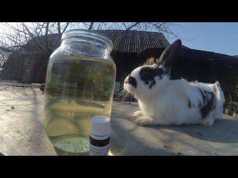 Видео: Вирощування кролів.  Хочете мати здорових кроленят.?? Давайте кролиці ЧИКТОНІК.