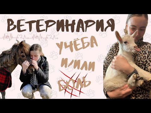 Видео: Учёба на ветеринара 🐶 | Моя история и боль ❤️‍🩹