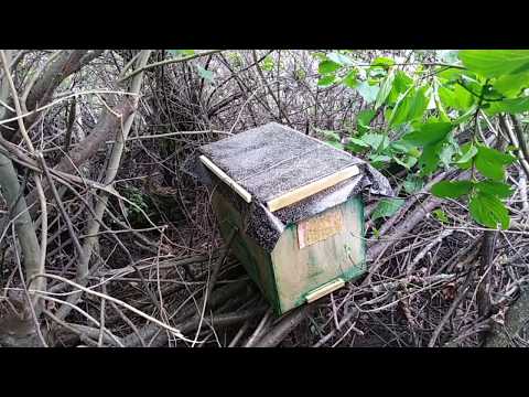 Видео: Гдеставить ловушки / Расставляем ловушки/ Как поймать рой пчел/ Лайфхак для роелова. Роеловство 2020