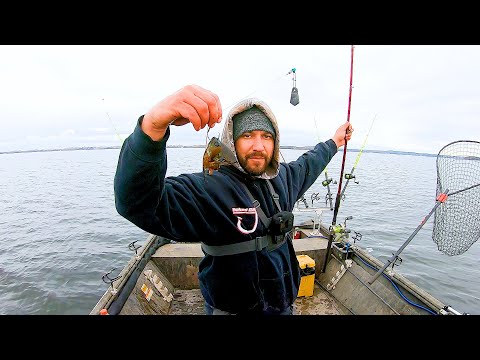 Видео: Ловля БОЛЬШОГО осеннего сома на CUT Bluegill!