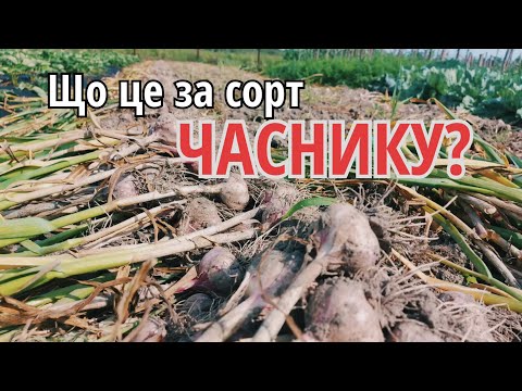 Видео: ВРОЖАЙНИЙ І НЕВІДОМИЙ СОРТ ЧАСНИКУ/ГЕРМІДОР?/Вирощування часнику на Поліссі