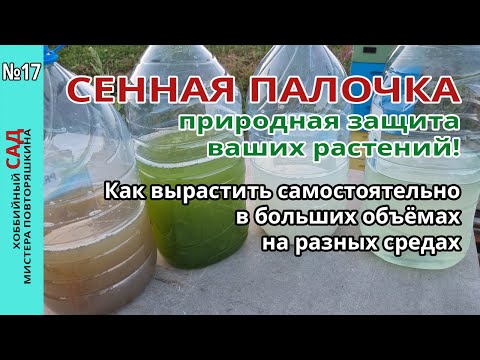 Видео: Как вырастить самостоятельно сенную палочку без особых затрат. Эксперимент на разных средах.