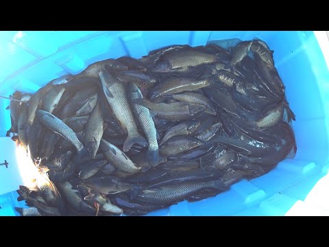 Видео: Запуск рыбы карп, сазан, белый амур, толстолобик в Головищи Семилукский район Воронежская область