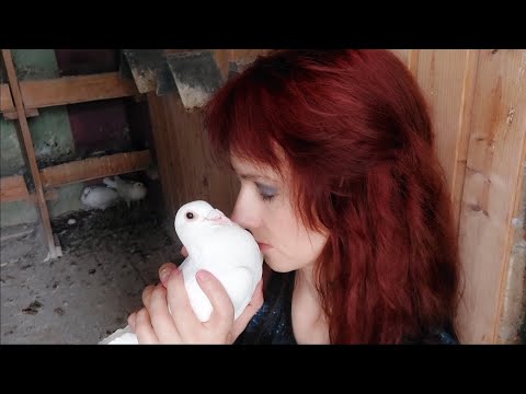 Видео: ЛЕНА И ГОЛУБИ. ОТВЕТЫ НА ВОПРОСЫ