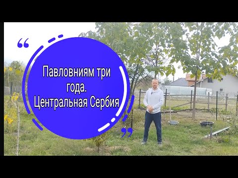 Видео: Павловниям три года. Мои ошибки и опыт