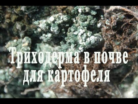 Видео: Триходерма из трутовика для биогумуса выращивание и размножение в почве