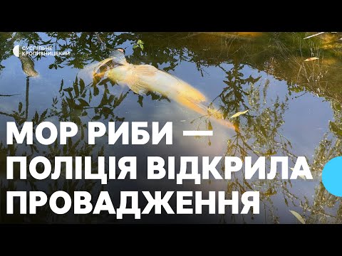 Видео: Масовий мор риби у ставку на Кіровоградщині — поліція відкрила провадження