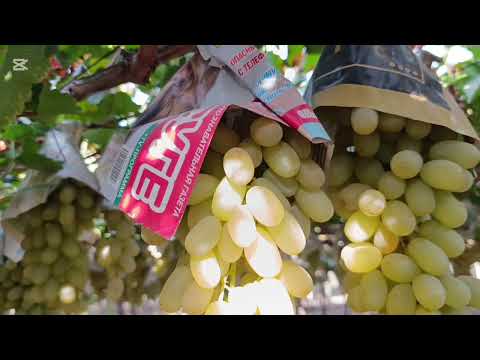 Видео: УЗУМЗОРЛАРНИ КИШГА ТАЁРЛАШ .СОВУКДАН САКЛАШ.КЕСИШ КУМИШ