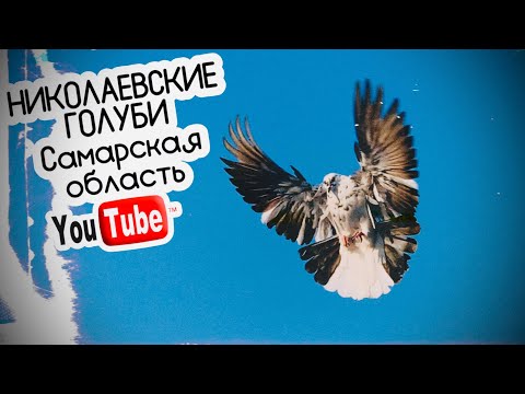 Видео: Николаевские голуби. Самарская область. В гостях у Валерия. Продолжение …