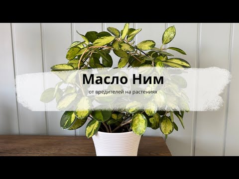 Видео: Чем я обрабатываю растения от вредителей?