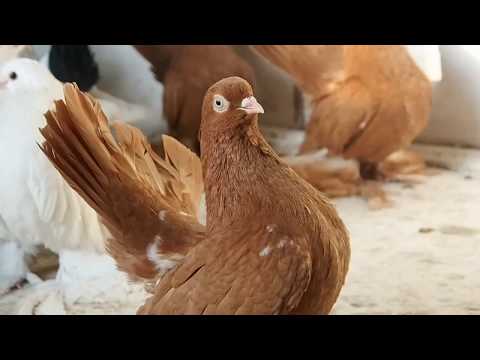 Видео: Статные г. Петропавловск