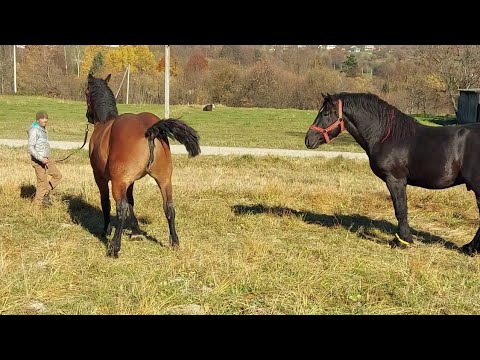 Видео: 📢PERCHERON🔥 Потомство Фараона і Хілтона Юра та Марта💥💣💪💯🎯✅️