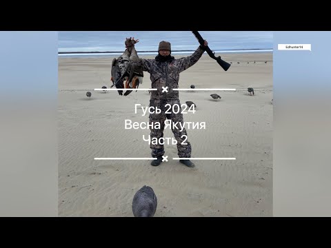 Видео: Рядом с Якутском тоже можно добывать гуся! Весна 2024 Часть 2